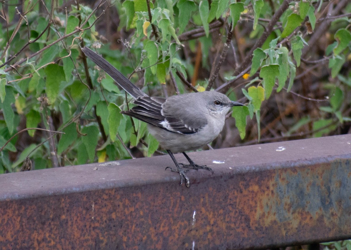 Northern Mockingbird - ML647653994