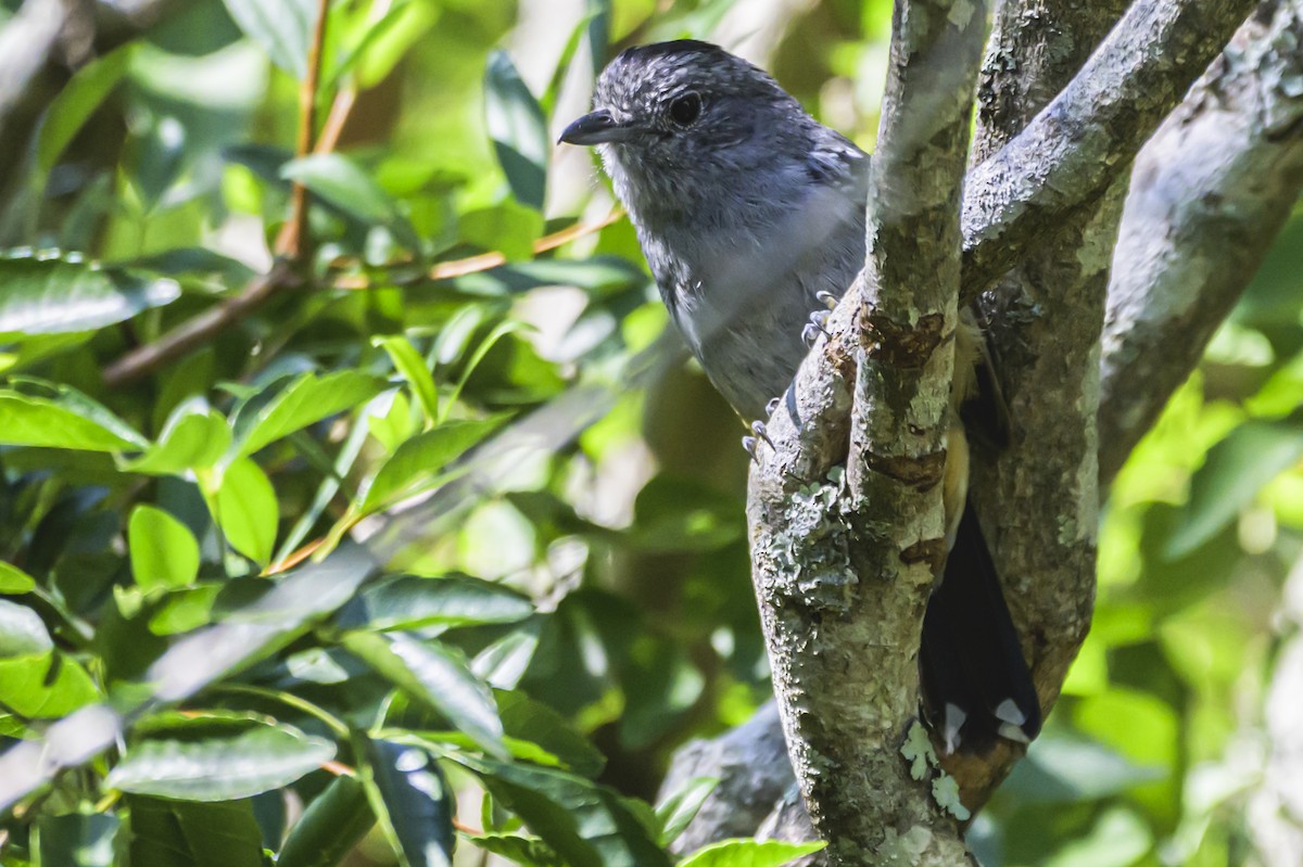 Variable Antshrike - ML647654075