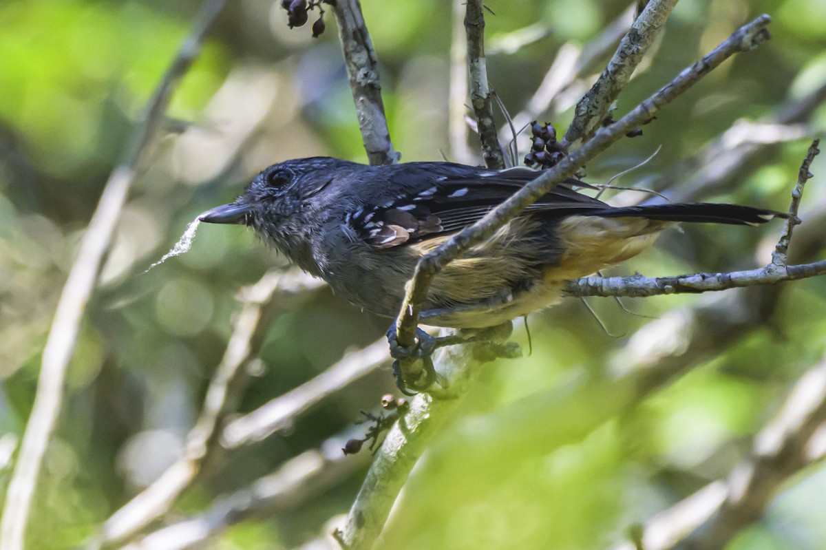 Variable Antshrike - ML647654076
