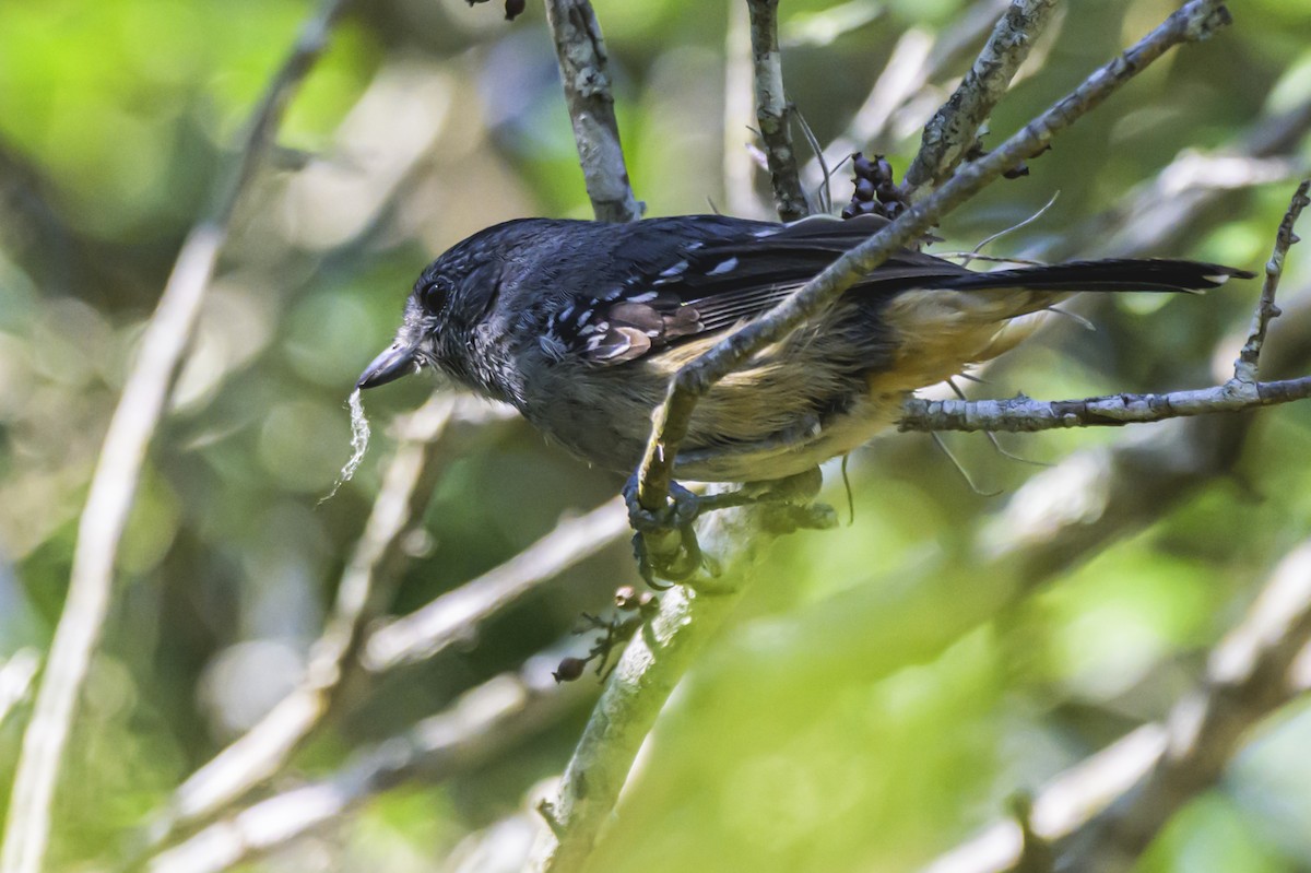 Variable Antshrike - ML647654084