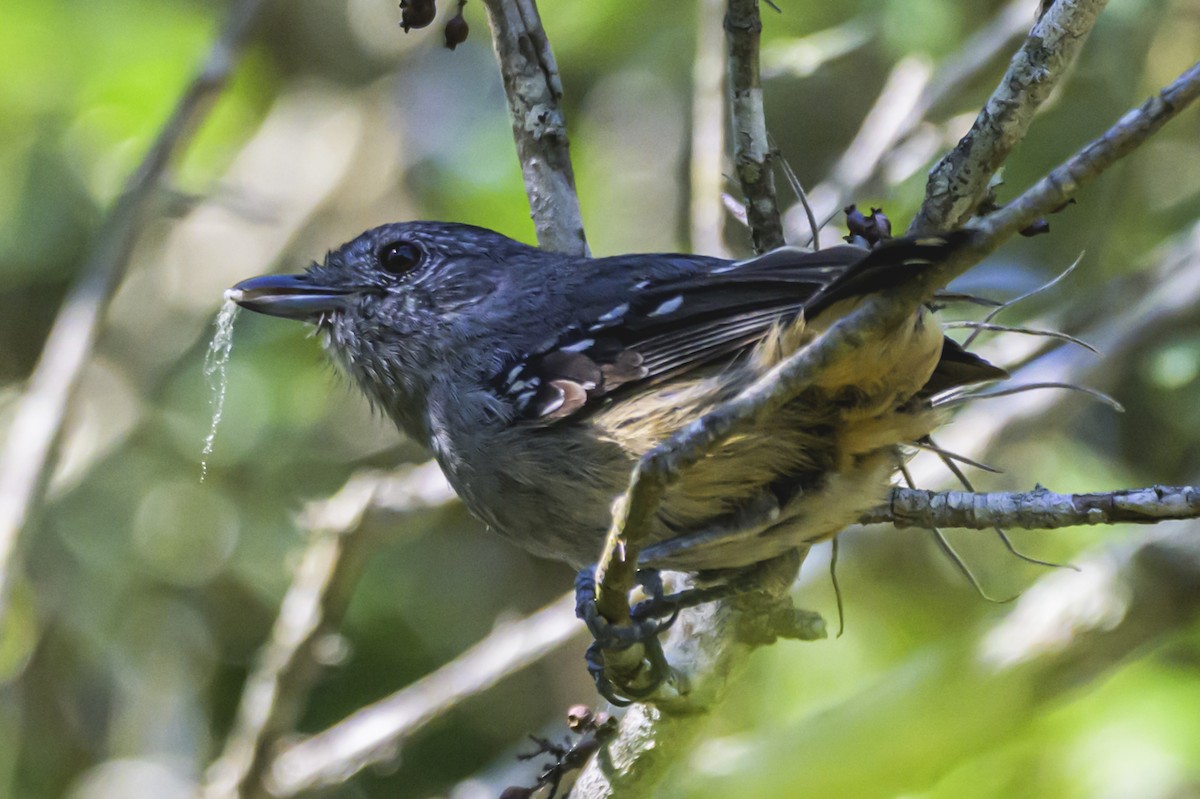 Variable Antshrike - ML647654085