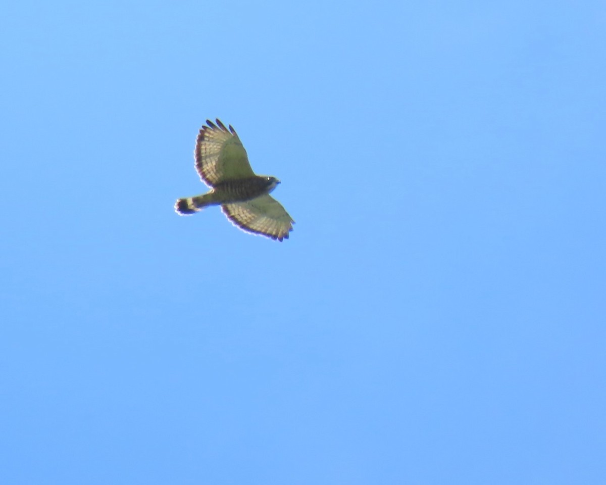 Broad-winged Hawk - ML647654116