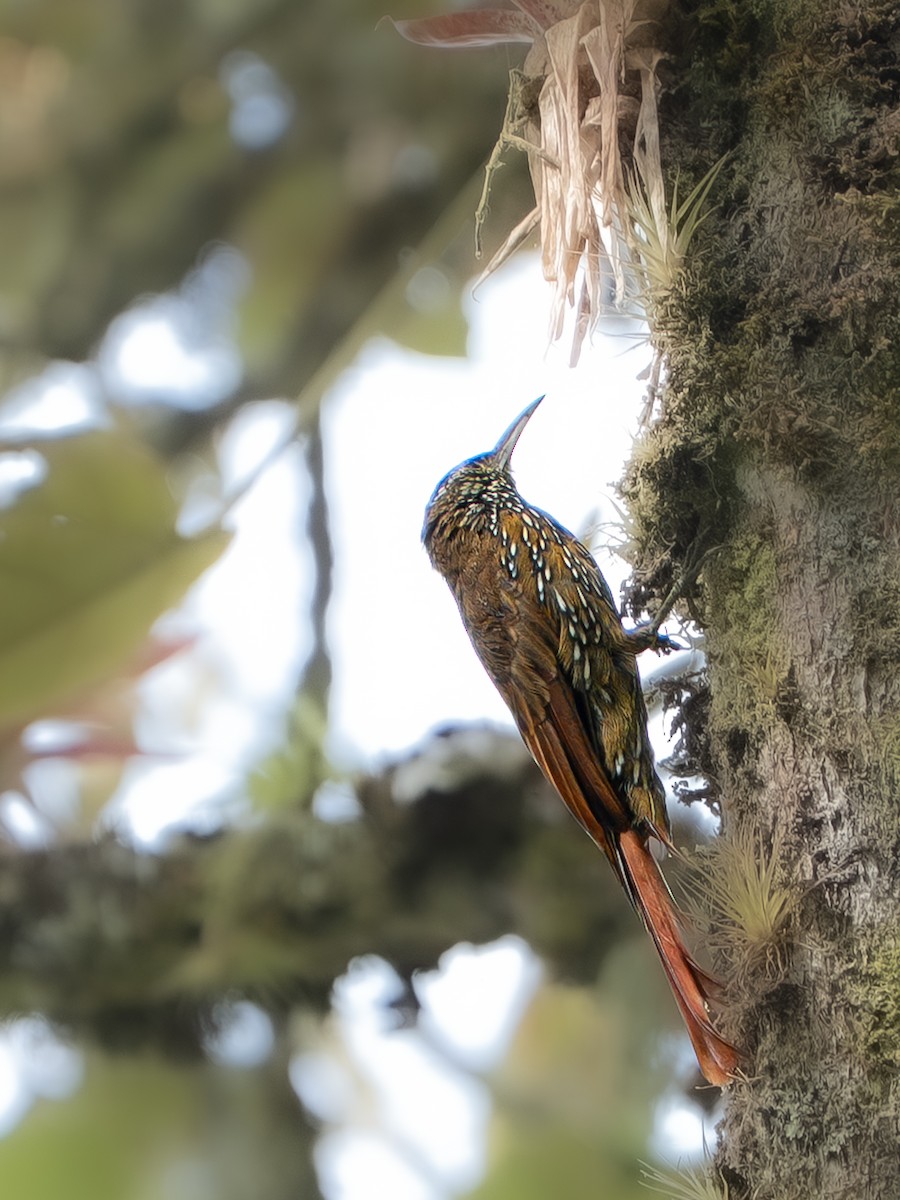 Dağ Tırmaşık - ML647654133