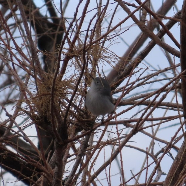 Blue-gray Gnatcatcher - ML647654139