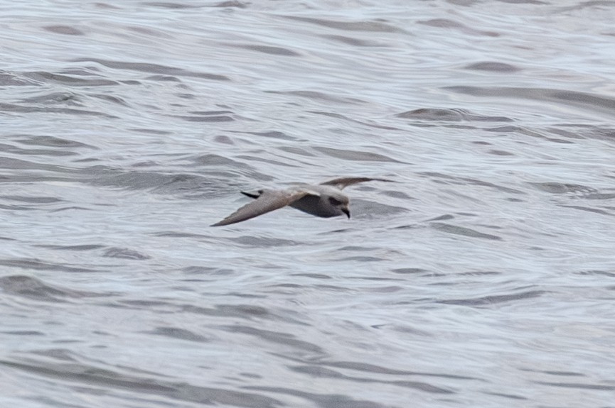 Fork-tailed Storm-Petrel - ML647654145