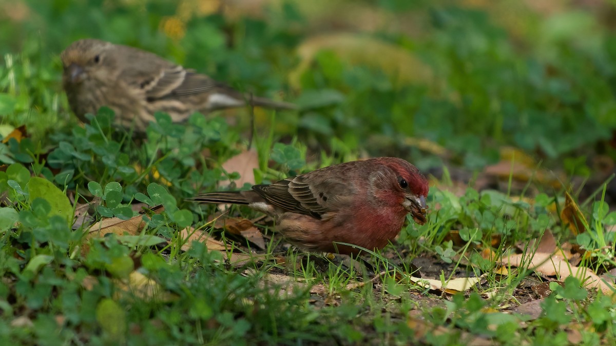 Чечевиця садова - ML647654169