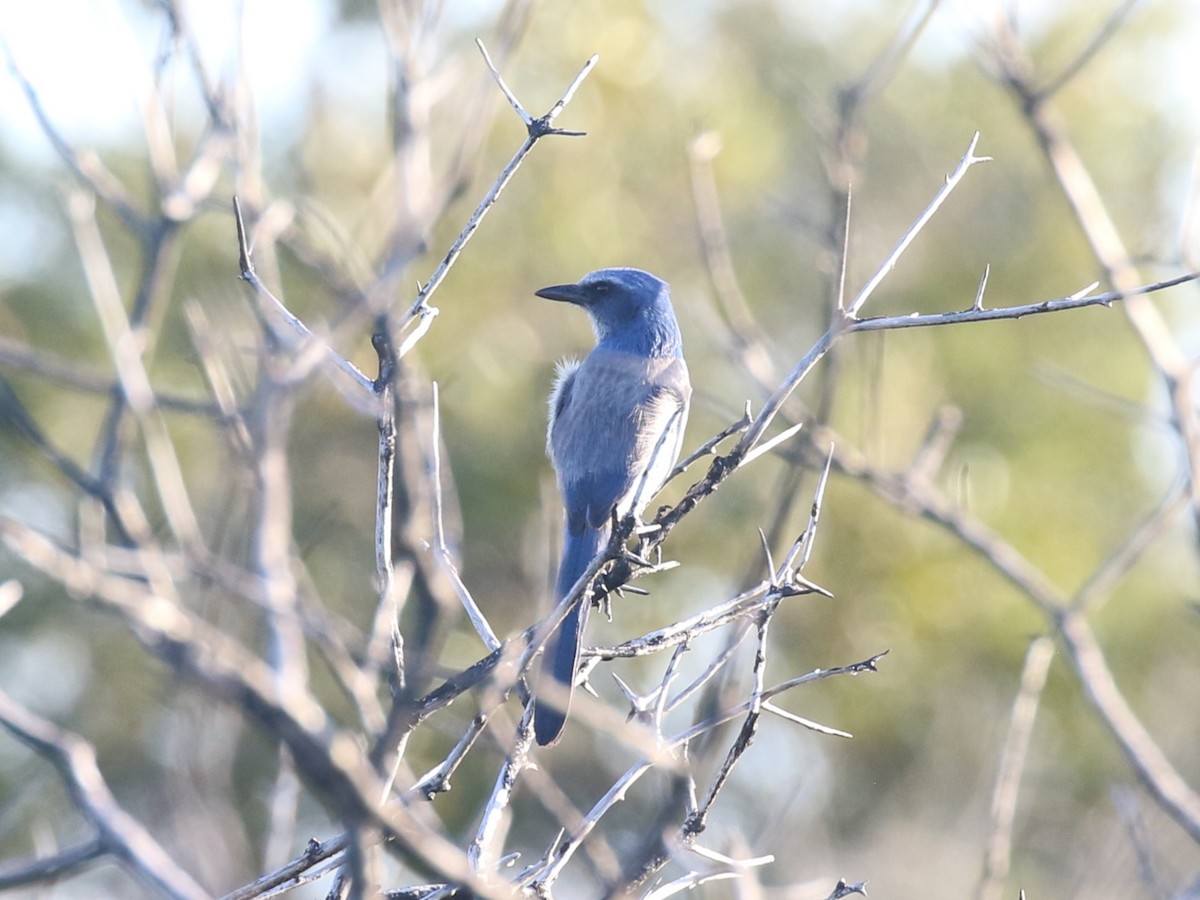 Florida Scrub-Jay - ML647654197
