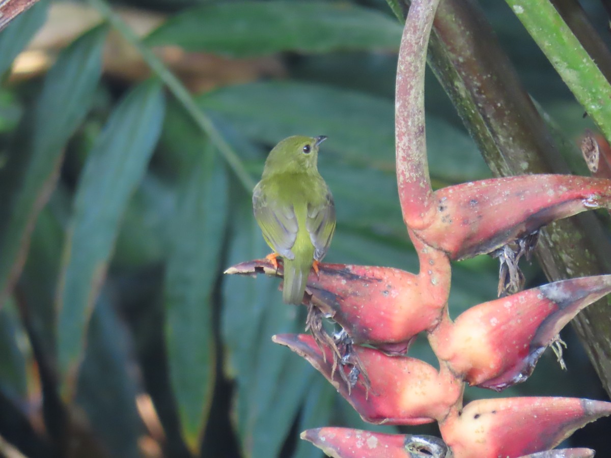 White-collared Manakin - ML647654255