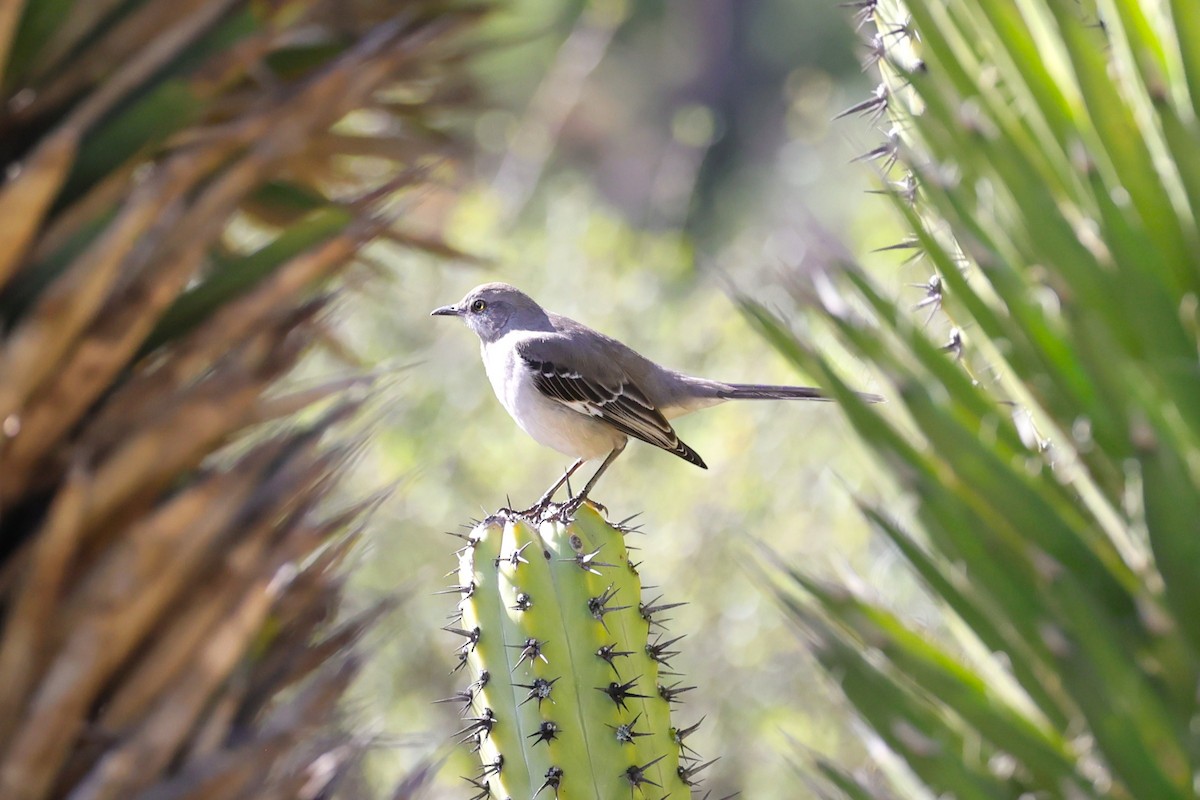 Northern Mockingbird - ML647654262