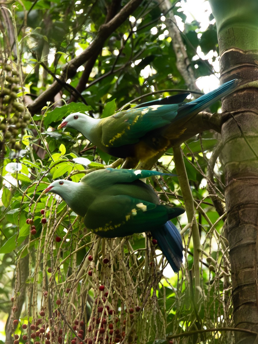 Wompoo Fruit-Dove - ML647654274