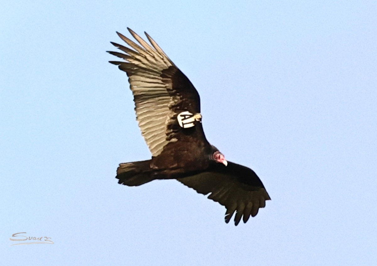 Turkey Vulture - ML647654297