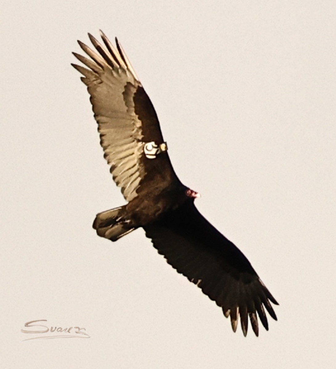 Turkey Vulture - ML647654299