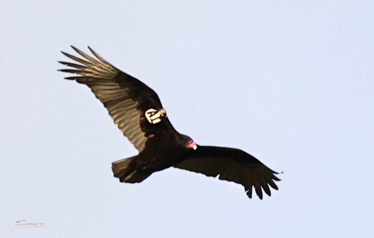 Turkey Vulture - ML647654302