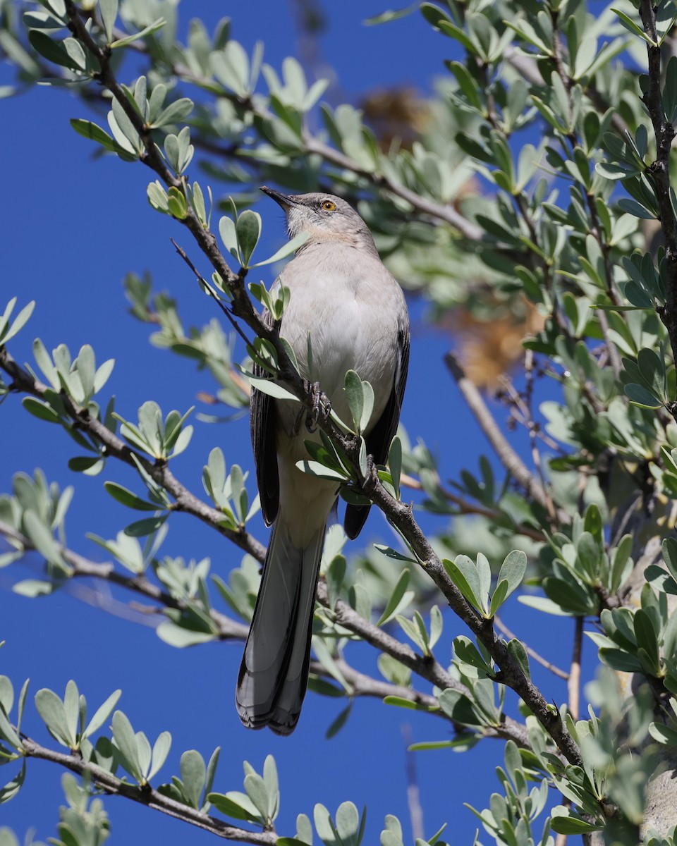 Northern Mockingbird - ML647654303