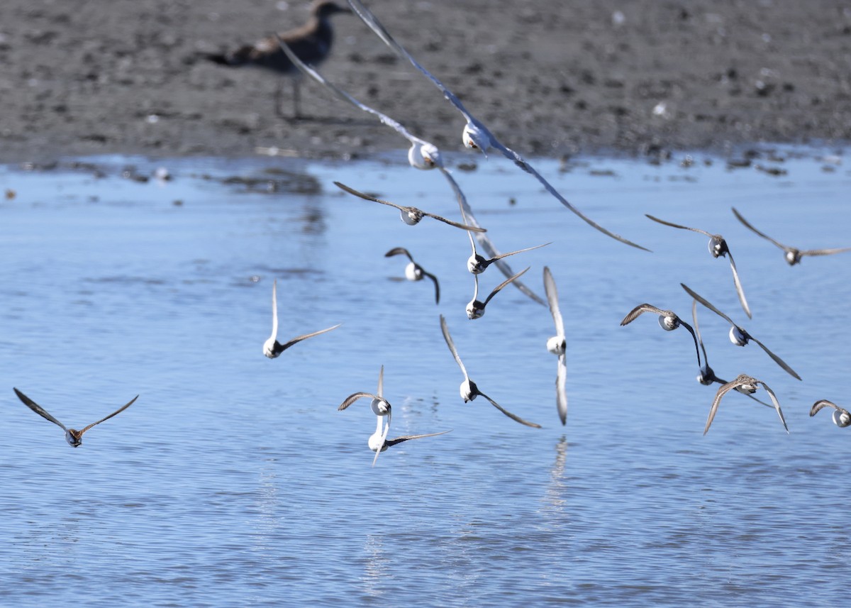 Semipalmated Sandpiper - ML647654315