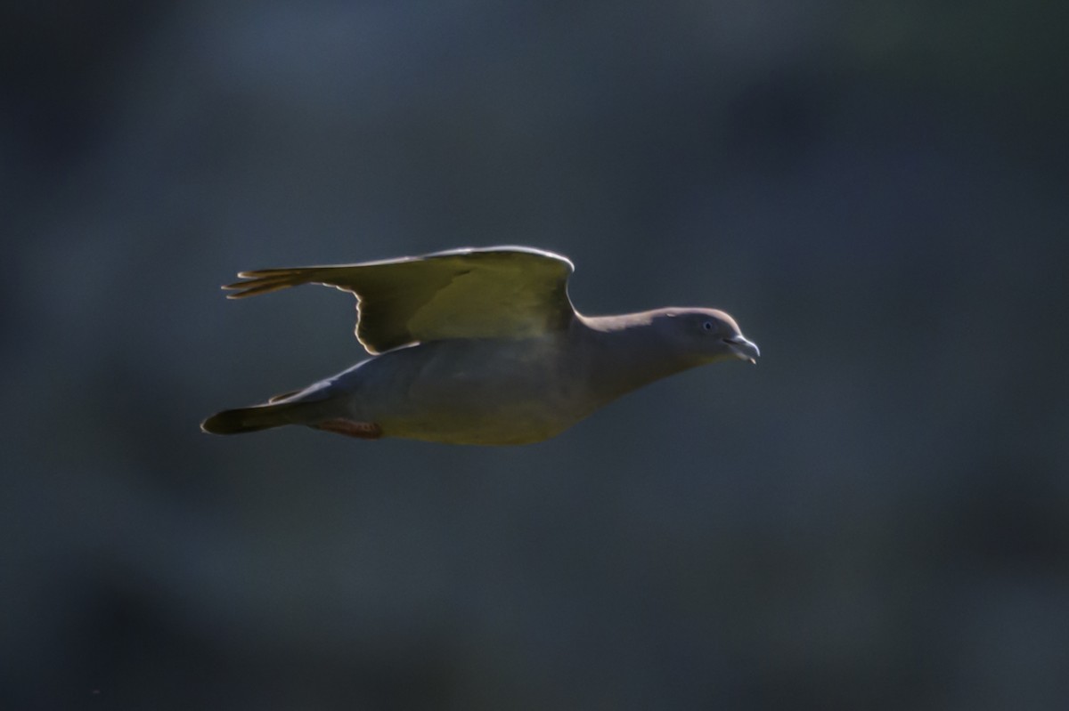 Темнохвостый голубь - ML647654328