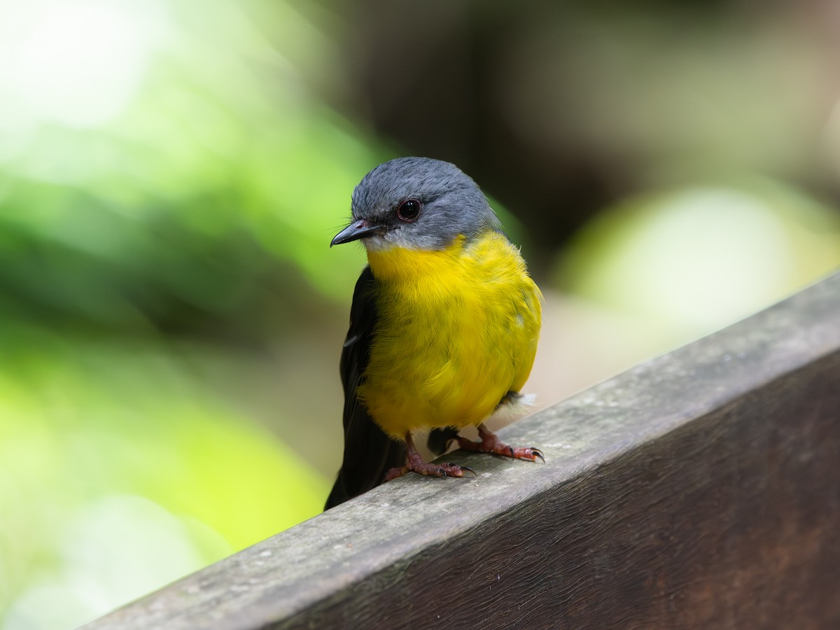 lejsčík žlutý - ML647654361