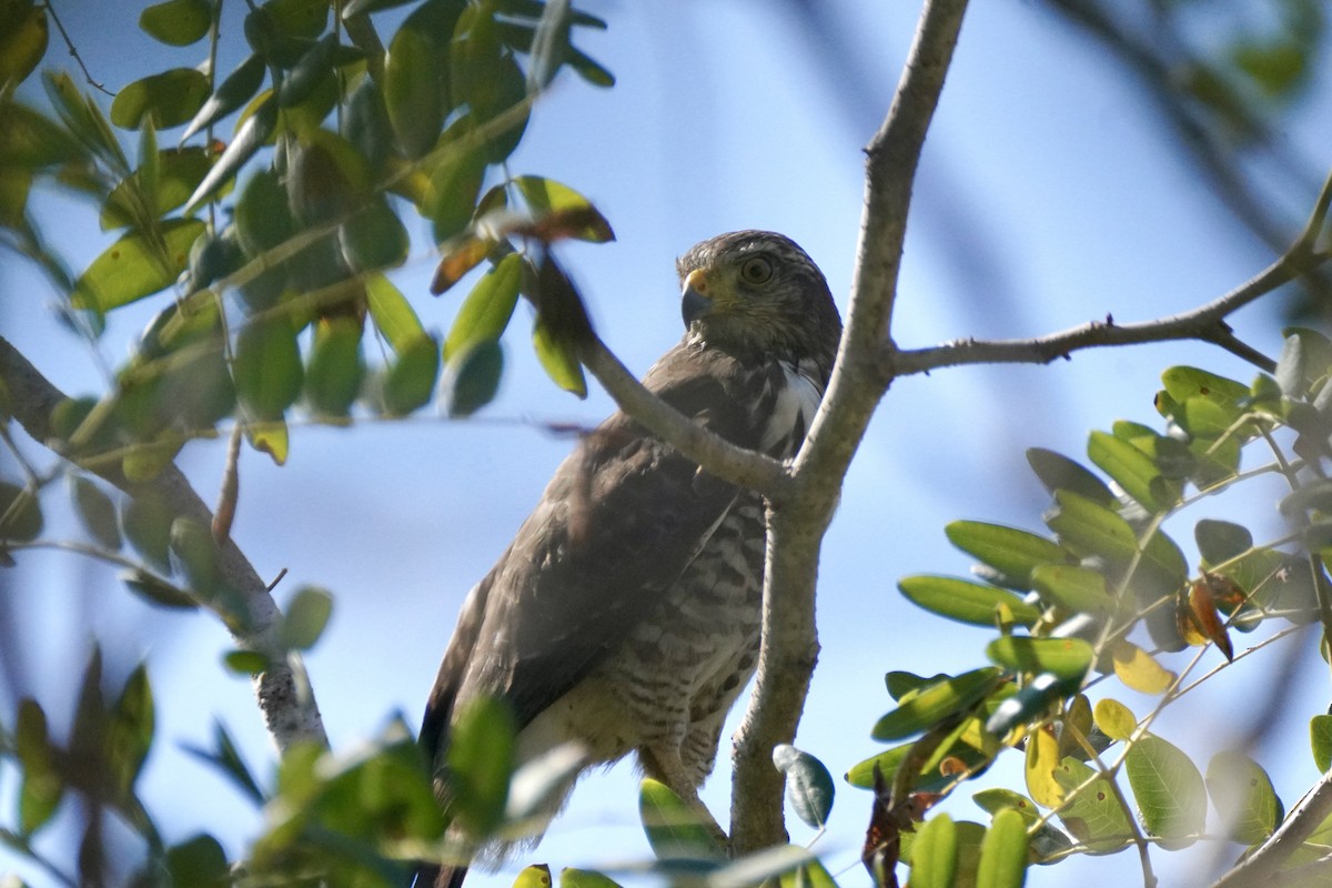 káně krahujová - ML647654372