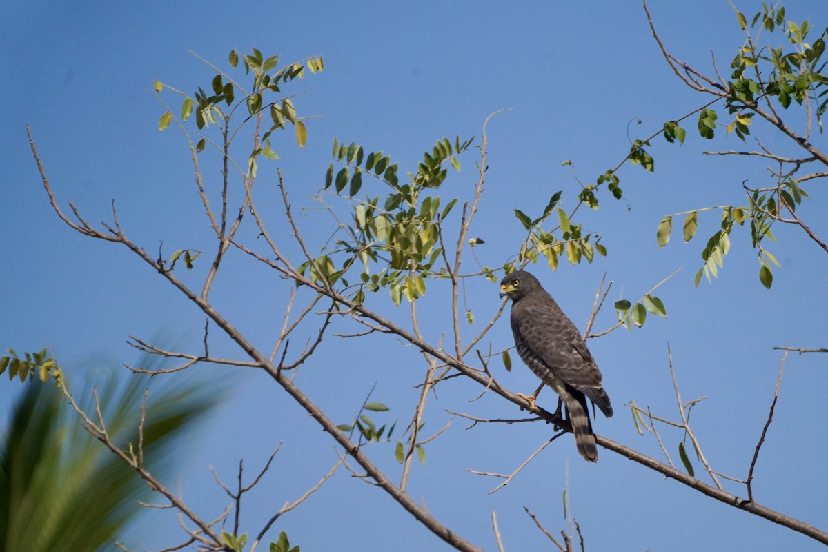 káně krahujová - ML647654373