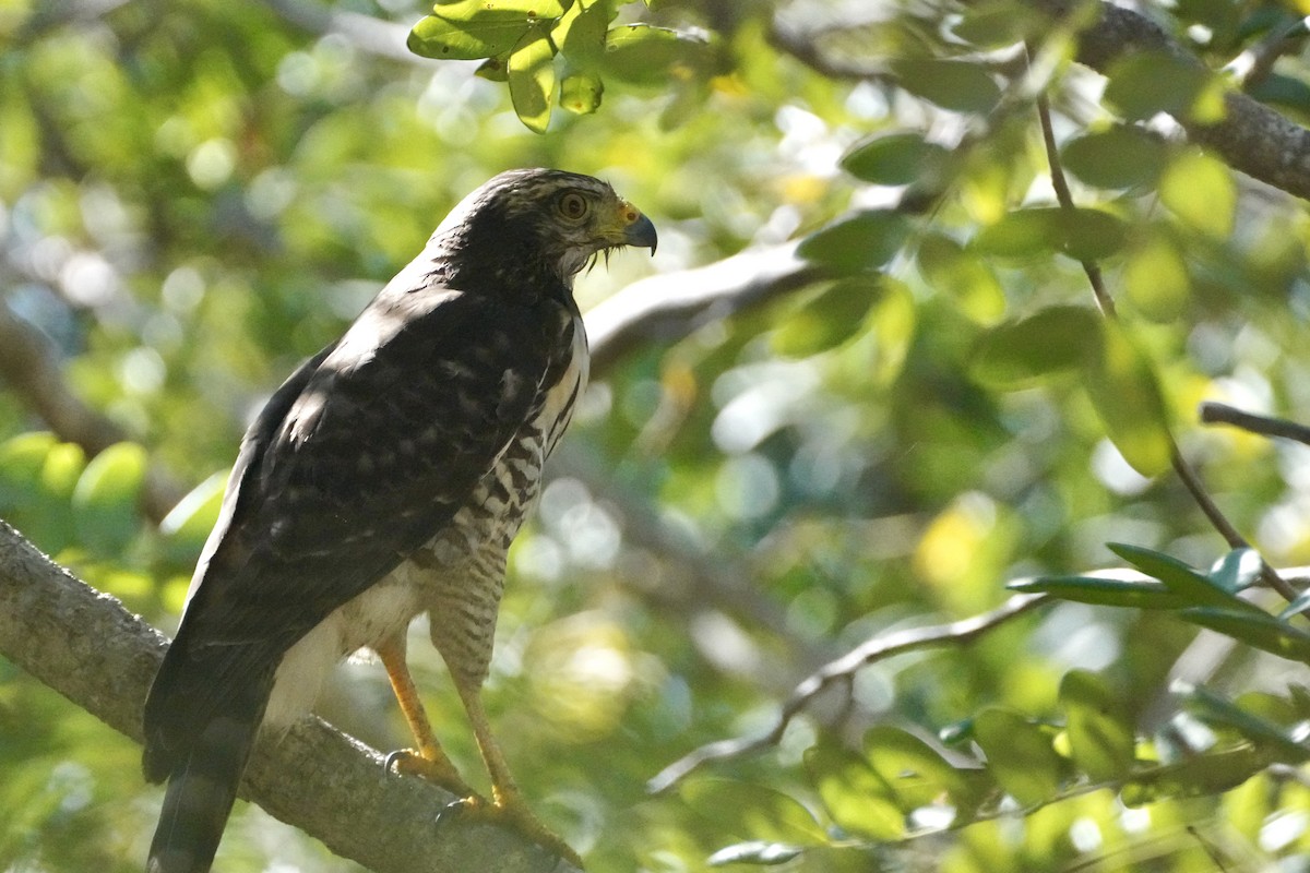 káně krahujová - ML647654374