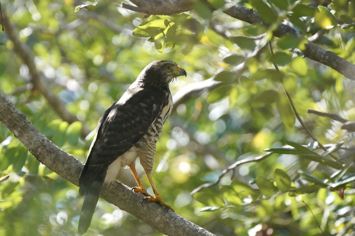 káně krahujová - ML647654376