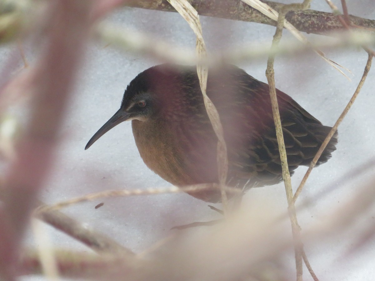 Virginia Rail - ML647654417