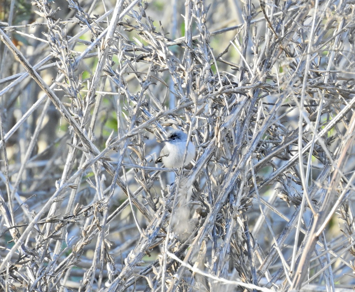 California Gnatcatcher - ML647654420
