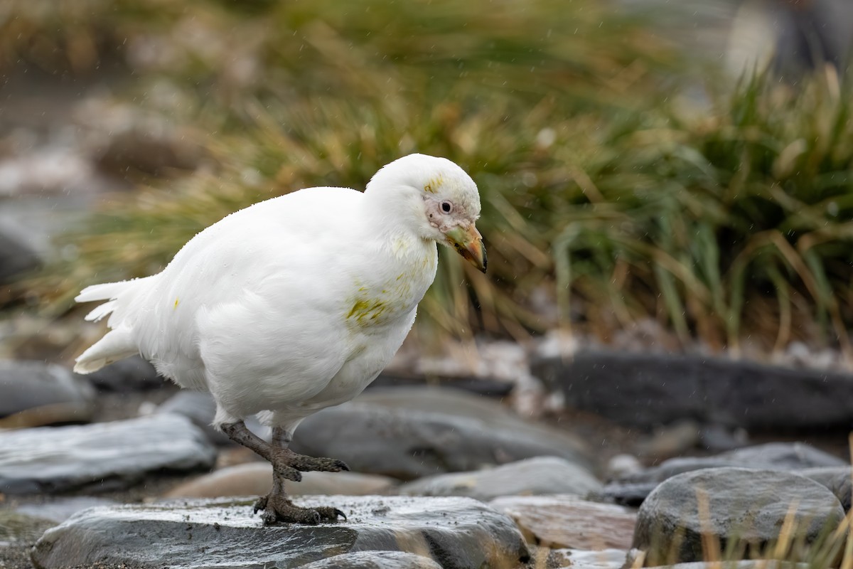 Snowy Sheathbill - ML647654451
