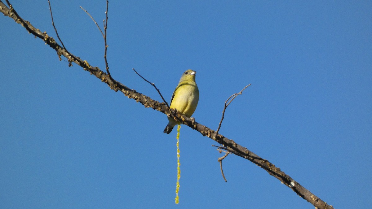 West Mexican Euphonia - ML647654473