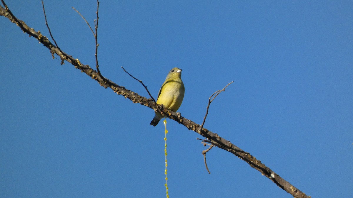 West Mexican Euphonia - ML647654474