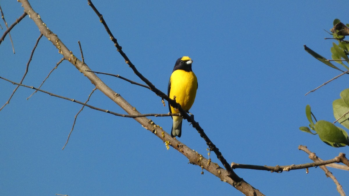 West Mexican Euphonia - ML647654475