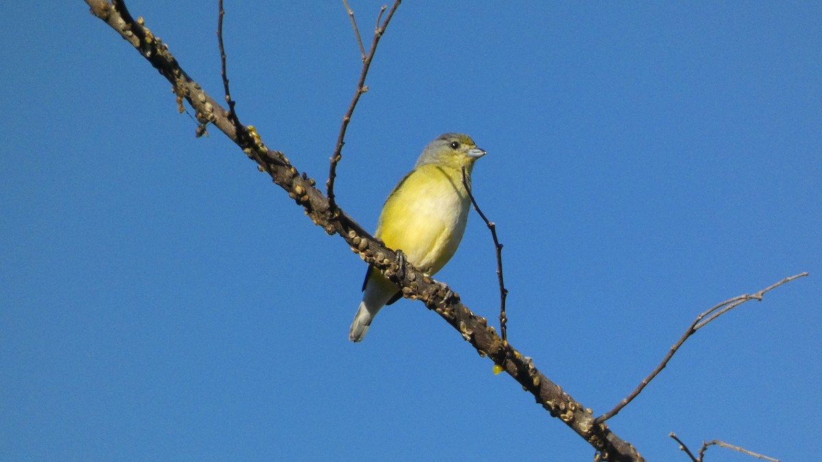 West Mexican Euphonia - ML647654476