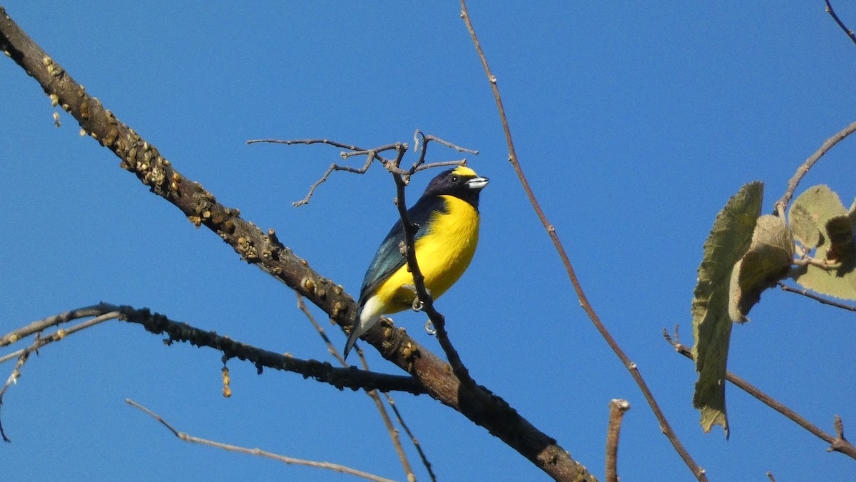 West Mexican Euphonia - ML647654477