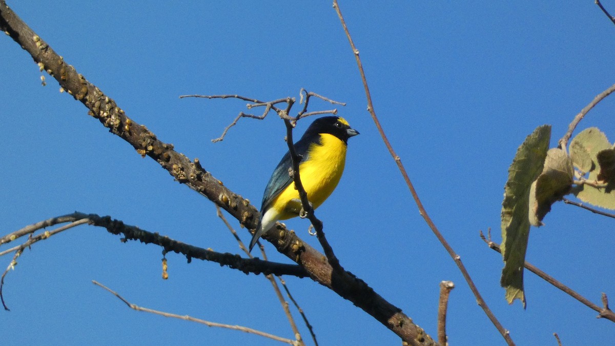 West Mexican Euphonia - ML647654478