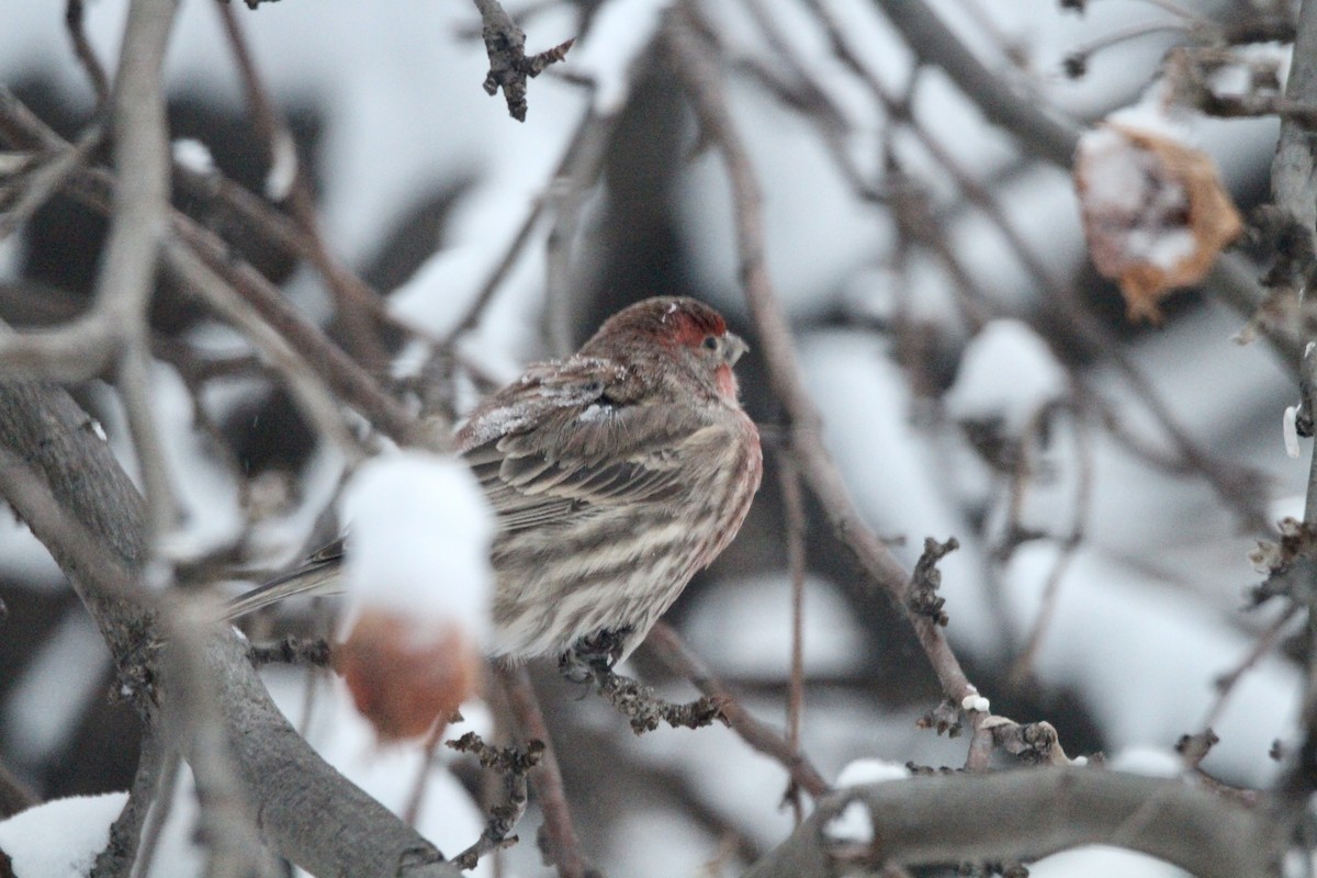 Чечевиця садова - ML647654507
