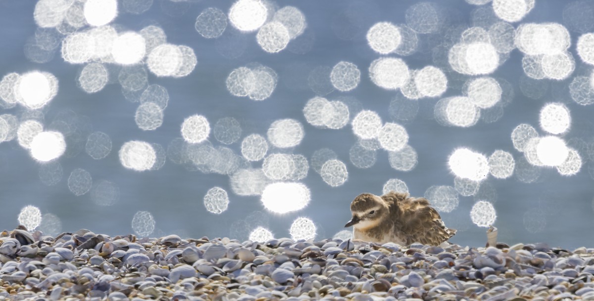 Пісочник маорійський (підвид obscurus) - ML647654521