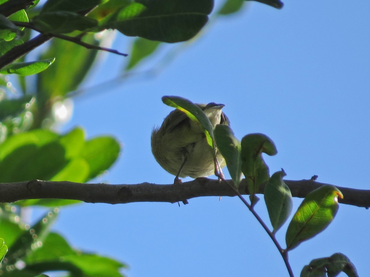 Tennessee Warbler - ML647654550