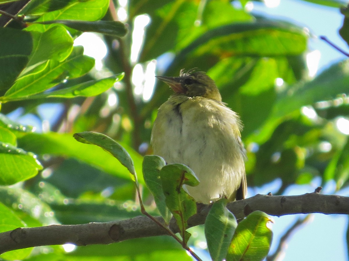 Tennessee Warbler - ML647654553