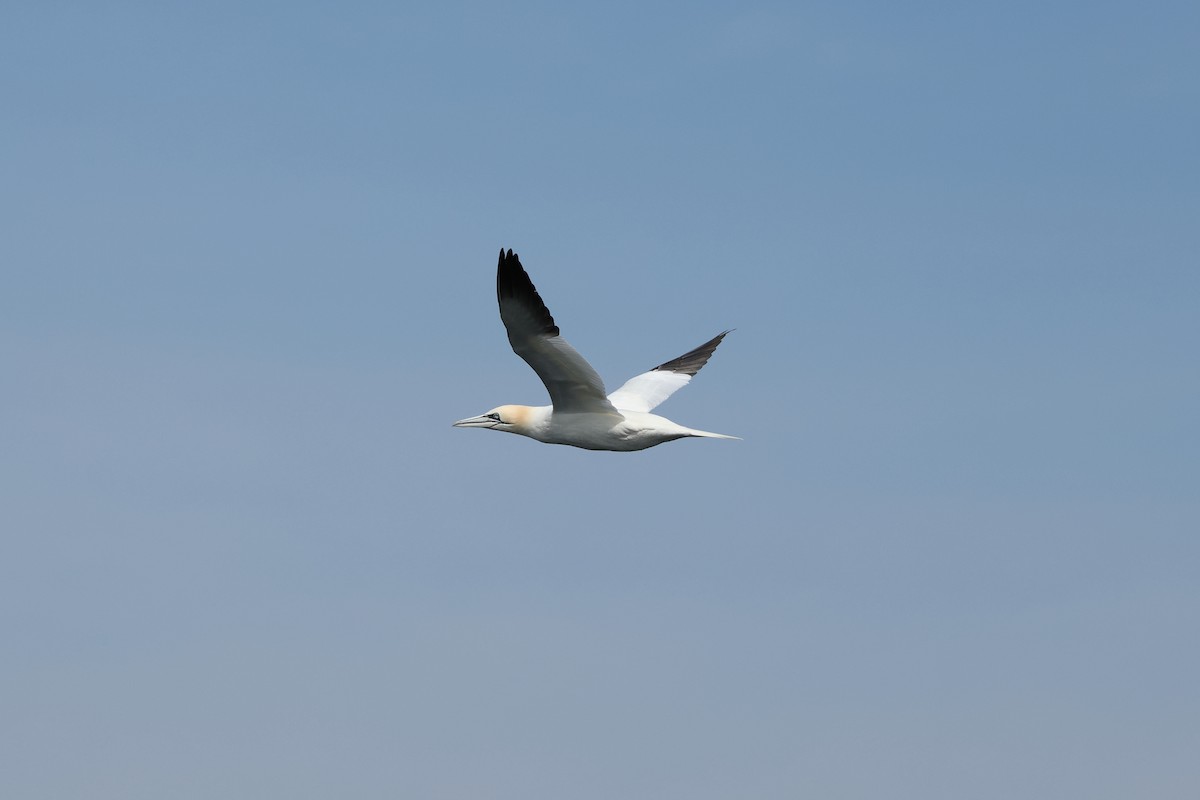 סולה מצויה - ML647654556