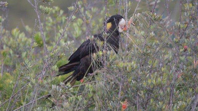 Желтохвостый траурный какаду - ML647654611