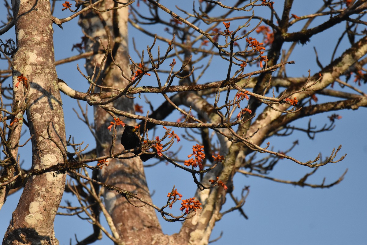 Hair-crested Drongo - ML647654612