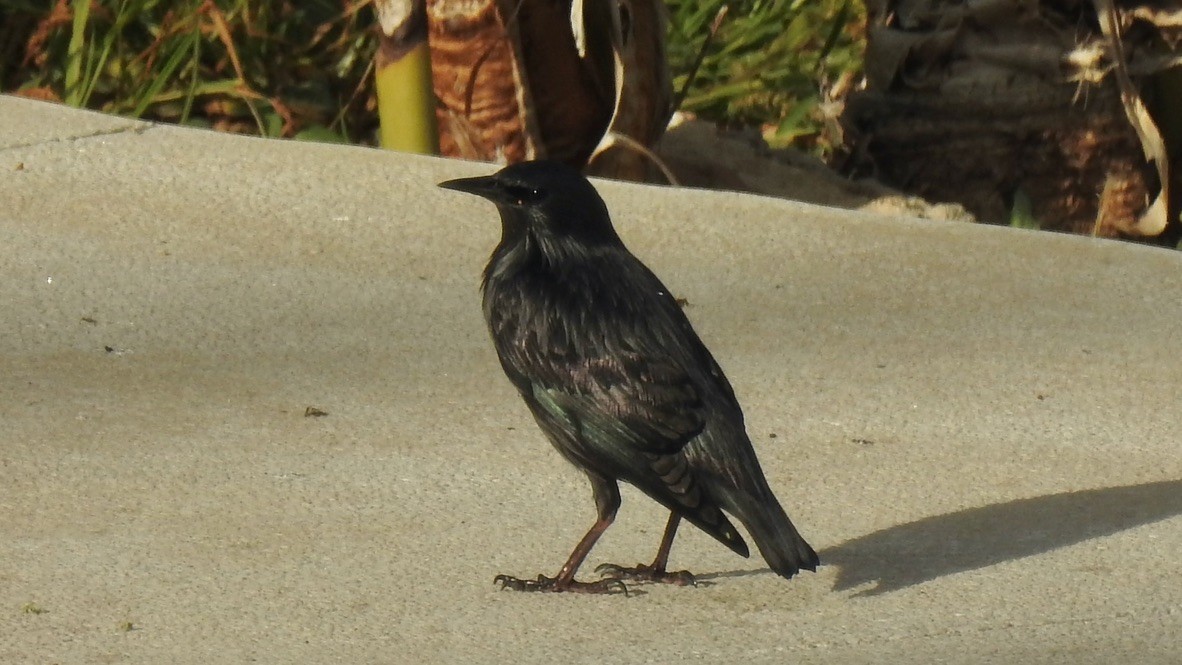 Étourneau unicolore - ML647654632