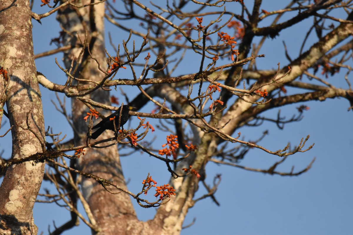Hair-crested Drongo - ML647654635