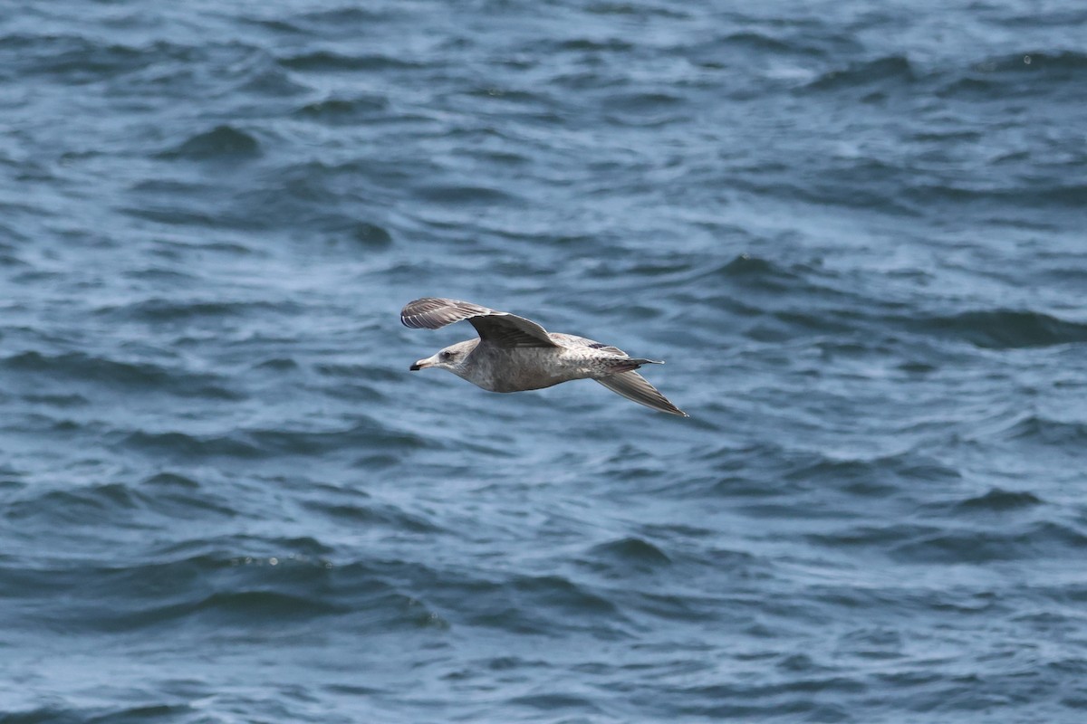 American Herring Gull - ML647654639