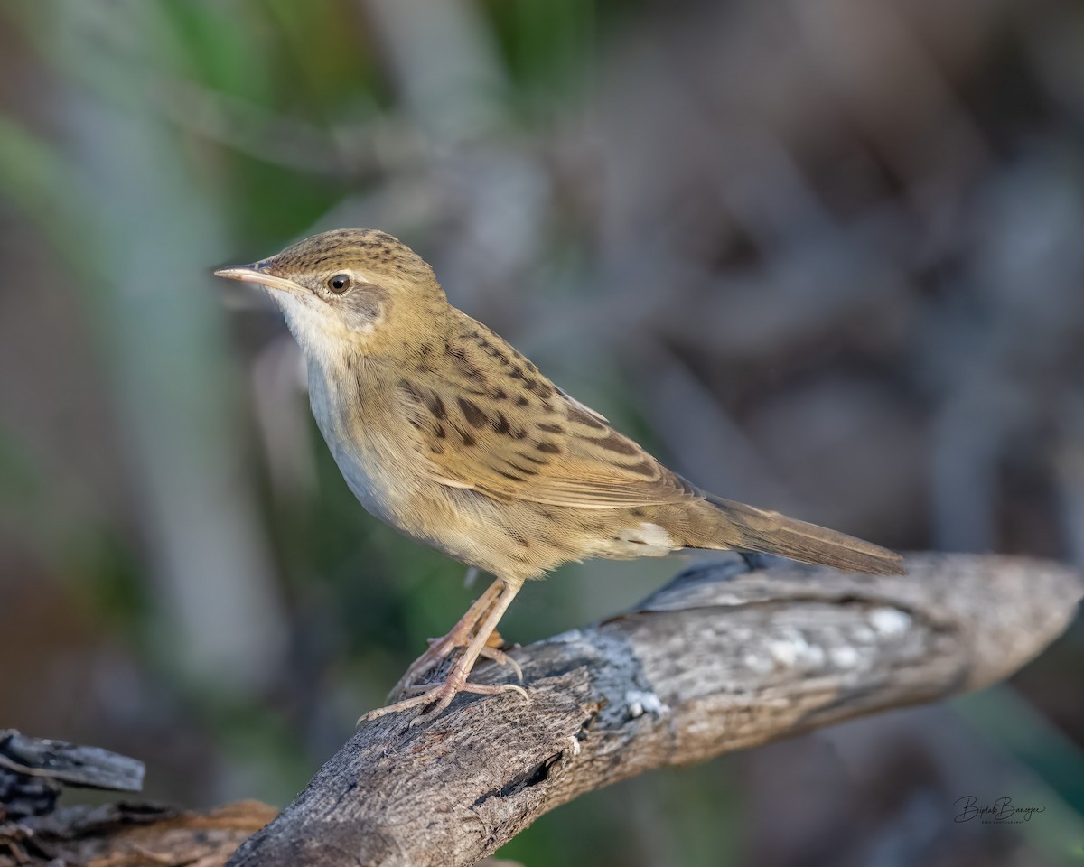 Buscarla Pintoja - ML647654647