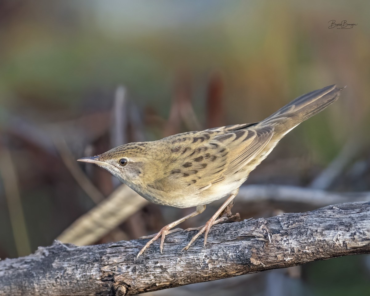 Buscarla Pintoja - ML647654648
