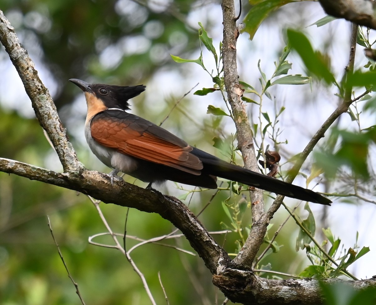 Chestnut-winged Cuckoo - ML647654687