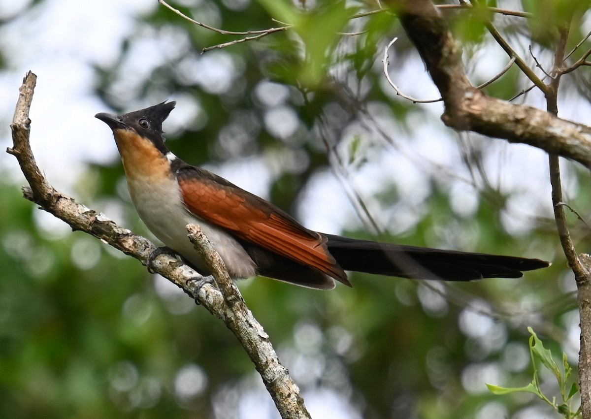 Chestnut-winged Cuckoo - ML647654707