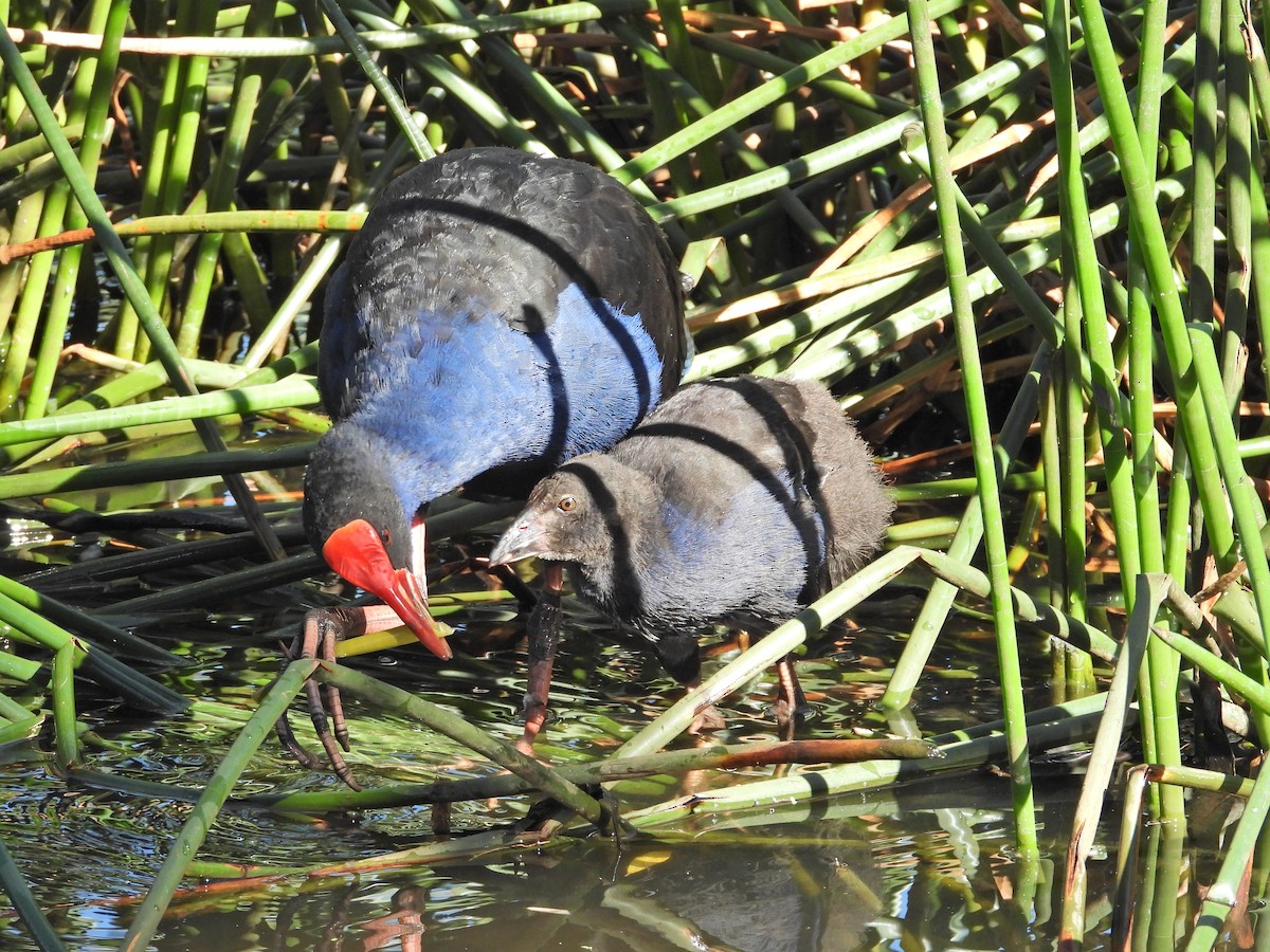 Австралийская султанка - ML647654731