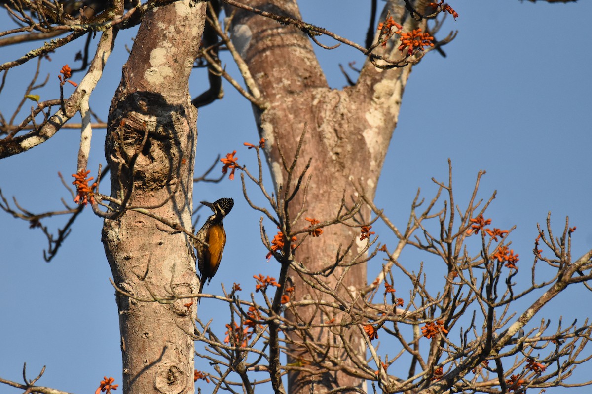 Большой дятел-султан - ML647654736